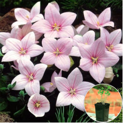 Платикодон Grandiflorus Shell Pink (контейнер 1 л)