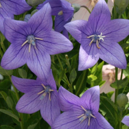 Платикодон Grandiflorus Fuji Blue