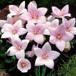 Платикодон Grandiflorus Shell Pink