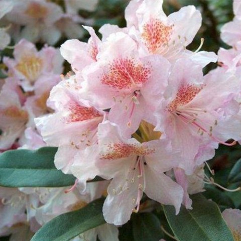 Рододендрон Cunninghams Blush Рододендрон Cunninghams Blush