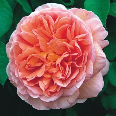 Троянда англійська Абрахам Дербі (Abraham Darby)