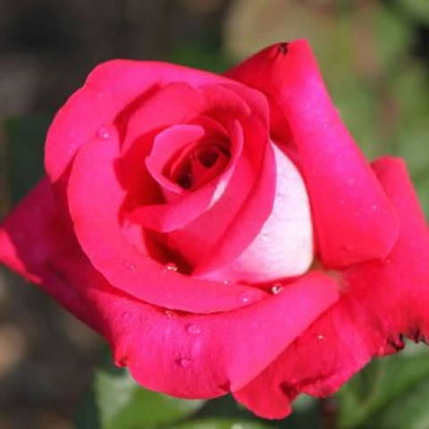 Троянда Акапелла (Acapella) штамб Tantau