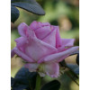 Троянда чайно-гібридна Аква (Aqua)