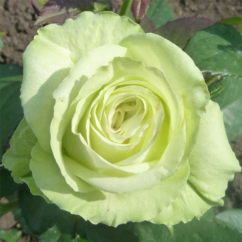 Троянда Амандін (Amandine) (контейнер 2 л)
