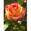 Роза чайно-гибридная Амбианс (Ambiance)