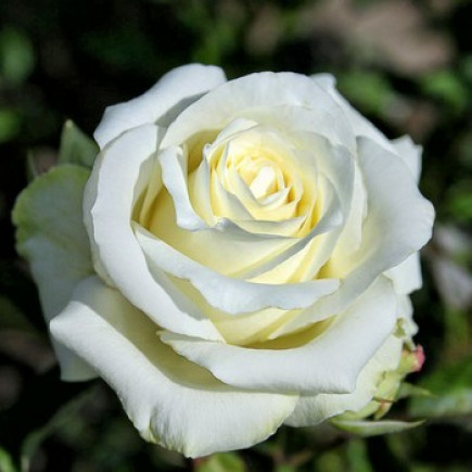Троянда Анастасія (Anastasiya)
