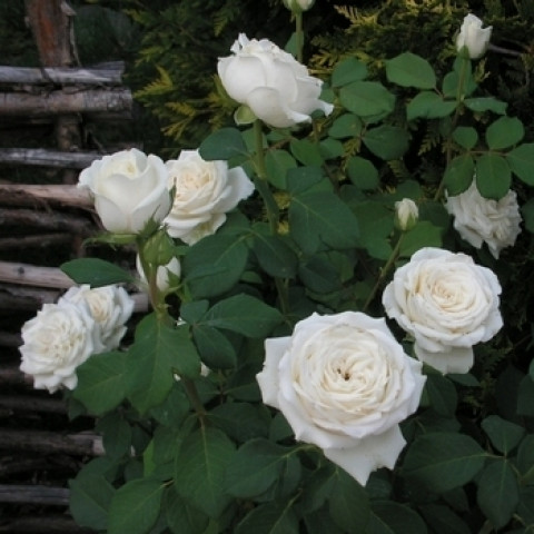 Троянда Анастасія (Anastasiya)