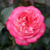 Роза английская плетистая Антик (Antike)