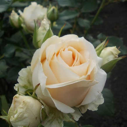 Троянда Аваланж (Avalanche) штамб
