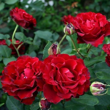 Троянда Омаж а Барбара (Hommage a Barbara) штамб
