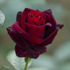 Троянда Баркароле (Barkarole) штамб Tantau