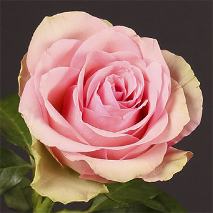 Троянда чайно-гібридна Бель Роуз (Belle Rose)