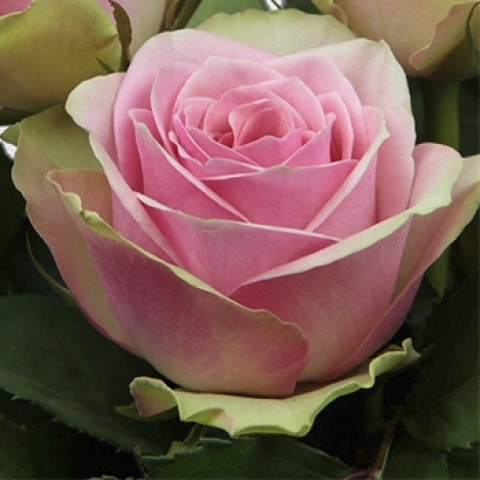 Роза чайно-гибридная Бель Роуз (Belle Rose)
