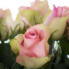 Троянда чайно-гібридна Бель Роуз (Belle Rose)
