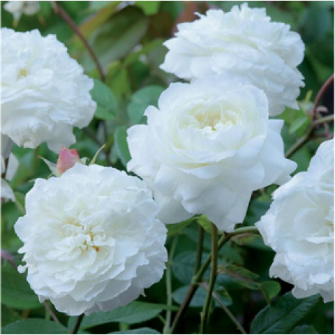 Роза английская Белая Сенсация (White Sensation)
