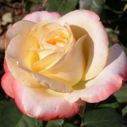 Троянда Белла Перла (Belle Perle) (контейнер 2 л)