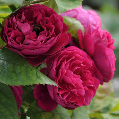 Троянда паркова Бісантенер де Гійо (Bicentenaire de Guillot)