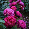 Роза парковая Бисантенэр де Гийо (Bicentenaire de Guillot)