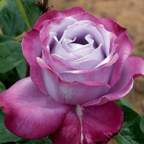 Троянда чайно-гібридна Блю Ріва (Blue River)