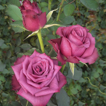 Роза чайно-гибридная Блюберри (Blueberry)