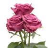 Троянда чайно-гібридна Блюберрі (Blueberry)