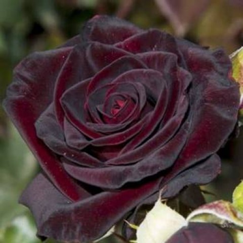 Роза Черная Королева (Black Queen) Роза Черная Королева (Black Queen)