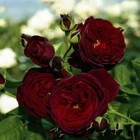 Роза Черная Королева (Black Queen) Роза Черная Королева (Black Queen)