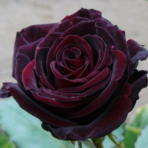 Троянда чайно-гібридна Чорний Барон (Black Baron)