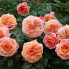 Троянда паркова Чіппендейл (Chippendale)