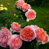 Роза парковая Чиппендейл (Chippendale)