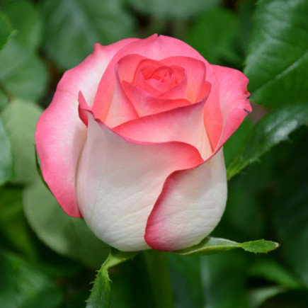 Троянда чайно-гібридна Джумілія (Jumilia)