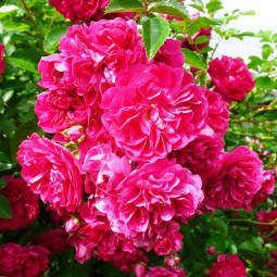 Роза Эксельза (Excelsa) штамб