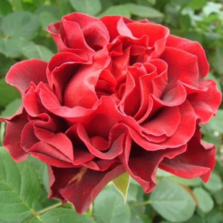Троянда Ельторо (El Toro) (контейнер 2 л)