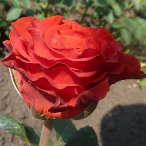 Троянда чайно-гібридна Ель Торо (El Toro)