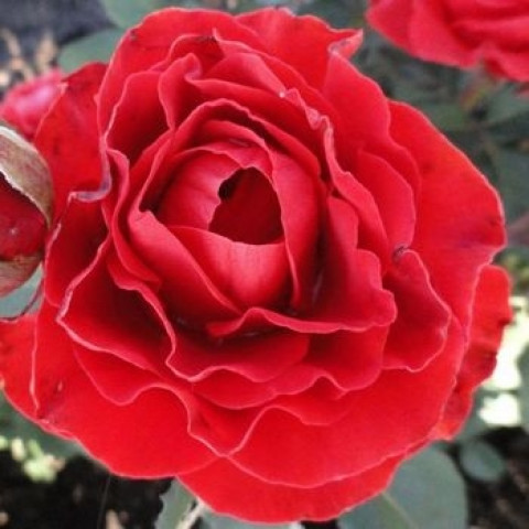 Троянда чайно-гібридна Ель Торо (El Toro)