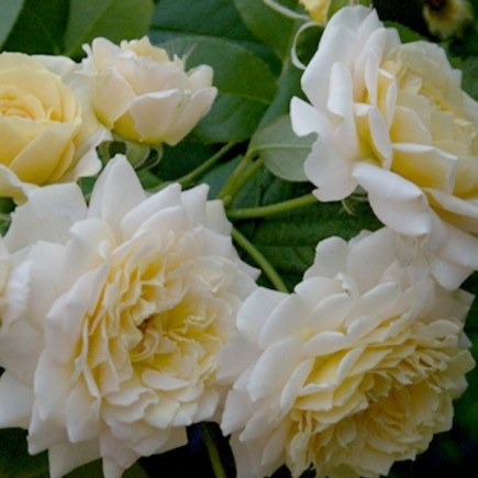 Роза английская Эскалибур (Excalibur)