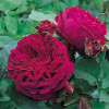 Троянда англійська Фальстаф (Falstaff)