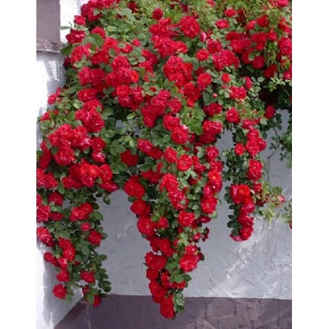 Роза Фламентанц (Flammentanz) Роза Фламентанц (Flammentanz)