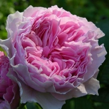Троянда Гартентраум (Gartentraume) штамб Tantau