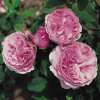 Троянда Гартентраум (Gartentraume) штамб Tantau