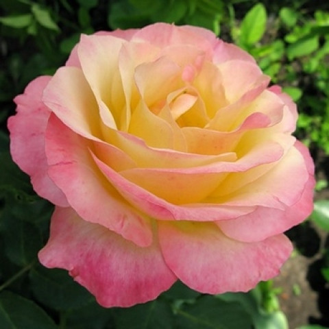 Троянда Глорія Дей (Gloria Dei) (контейнер 2 л)