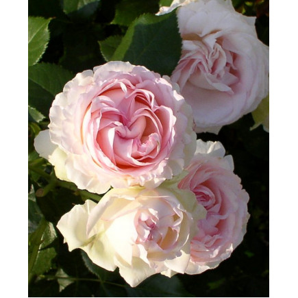 Роза английская плетистая Сердце розы (Heart of Rose)