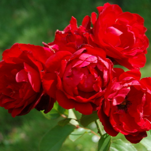 Троянда плетиста Краплина (Kapelka)