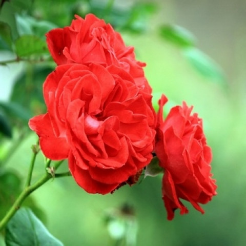 Троянда плетиста Краплина (Kapelka)