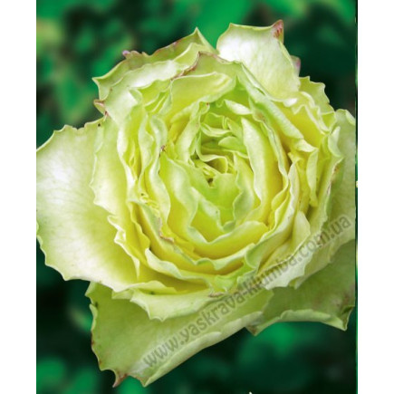 Роза чайно-гибридная Киви (Kiwi)