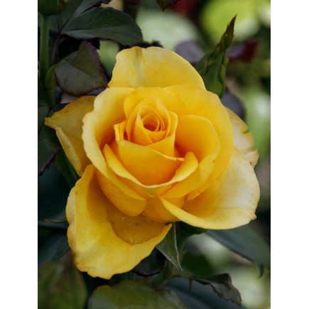 Роза чайно-гибридная Ландора (Landora)