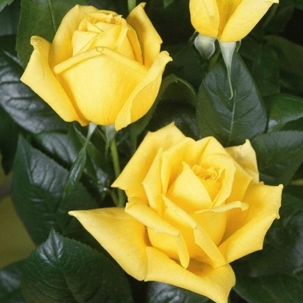 Троянда Ландора (Landora) штамб