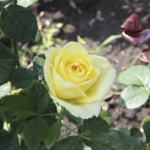 Роза чайно-гибридная Леандр (Leander)