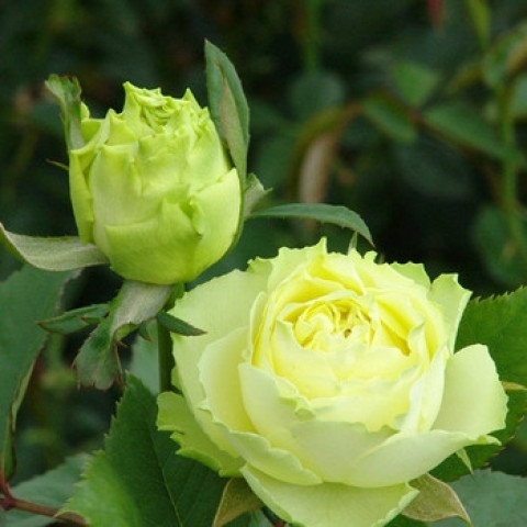 Троянда чайно-гібридна Лімбо (Limbo)