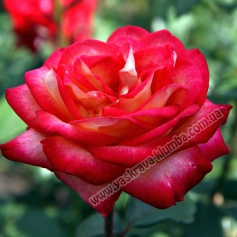 Троянда флорібунда Лоліта (Lolita) (контейнер 2 л)